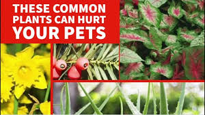 Azaleas and rhododendrons provide plenty of color in spring gardens, but they remain one of the deadliest to dogs. 13 Poisonous Plants That Can Hurt Your Pets Abc11 Raleigh Durham