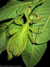 Image result for Euphorbia distinctissima