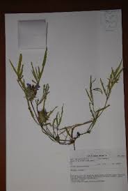 Image result for Blepharis buchneri