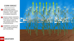 Intuitive fred888: Dangerous heat dome forming