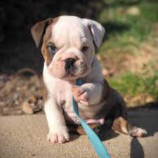 $2500.00 new holland, pa english bulldog puppy. Have You Met The English Bulldog Here S What You Need To Know K9 Web