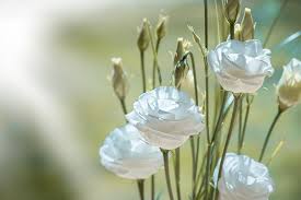 Rose bianche (a fiore bianco) senza spine, o quasi (rampicanti, rifiorenti, a ce #26462 bellissime le rose in bianco io ho la rosa banksiae alba plena e le peonie sono fiori raffinati e preziosi simili alle rose ma senza spine: Fiori Simili Alle Rose Nome