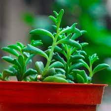 Dolphin Succulent Senecio Peregrinus Succulents Planting Succulents Easy Care Plants