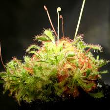 Image result for Drosera dielsiana