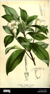 Image result for Rothmannia globosa