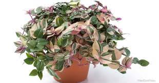 Wandering jew plant care requires bright indirect light. Tradescantia Tricolor Care Growing The Tradescantia Fluminensis