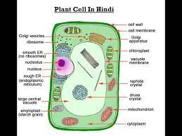 In this lecture, we'll study the structure and organelles of an animal cell. Plant Cell Structure And Function In Hindi à¤ª à¤¦à¤ª à¤• à¤¶ à¤• à¤¹ à¤¦ à¤® Youtube