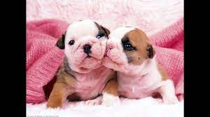 Watch french bulldog puppy videos! Cutest English Bulldog Puppies Compilation 2017 Cute Dog Videos Youtube