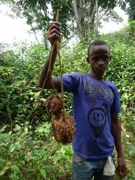 Image result for Carapa