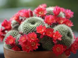 Prenditi cura delle piante grasse in fiore. 5 Piante Grasse Da Fiore One Giardinaggio