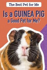 Well, if you live in one of the states that allow pet raccoons, that dream could be a reality. Is A Guinea Pig A Good Pet For Me The Best Pet For Me Fields Hannah 9781725301108 Amazon Com Books