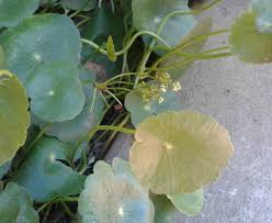 Image result for Hydrocotyle bonariensis
