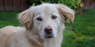 Golden retrievers were bred for retrieving shot waterfowl during hunting parties, and as such their mouths are incredibly gentle. Golden Retriever Husky Mix Full Guide To Goberien Breed