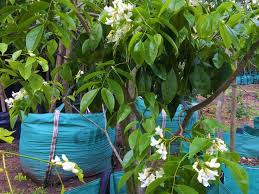 Image result for Craibia zimmermannii