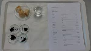 Image result for Vangueriopsis lanciflora