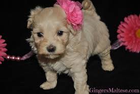 Here are some great tips for those who are looking to adopt in north carolina. Maltipoo Puppies For Sale Near Raleigh Nc Maltepoo Puppies For Sale Maltipoo Puppies For Sale Maltipoo Puppy Puppies