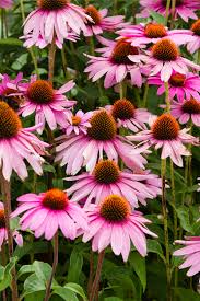 We did not find results for: 5 Gorgeous Deer Resistant Perennials How To Plant To Avoid Deer