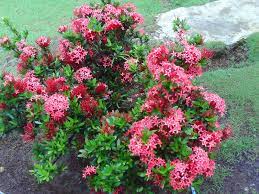 Bunga ini juga dikenal dengan nama morning glory karena biasanya mekar di pagi hari, kemudian agak layu bila siang tiba. 8 Jenis Tanaman Hias Bunga Yang Indah Dan Mudah Perawatannya