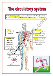 The Circulatory System Circulatory System Circulatory System Projects Circulatory System For Kids
