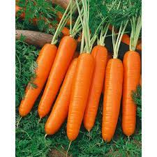 We love nantes type carrots because they can be grown for early spring. Plant Seeds Bulbs Free Ship Non Gmo Early Coreless Scarlet Nantes Carrot Seeds Variety Sizes Annual Biennials Flower Plant Seeds