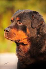 Pin Em Mans Best Friend