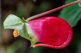 Image result for Impatiens mildbraedii