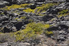 Image result for Periploca linearifolia