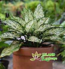 Maybe you would like to learn more about one of these? Jual Aglaonema Murah Tanaman Hias Tukang Taman Islandlandscape