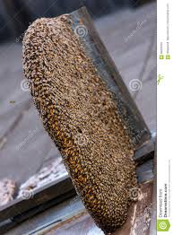 Casa de abejas, mérida, mexico. Jerarquia De Abejas Salvajes En Casa Foto De Archivo Imagen De Casa Salvajes 99200294