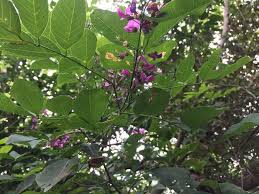 Image result for Lonchocarpus