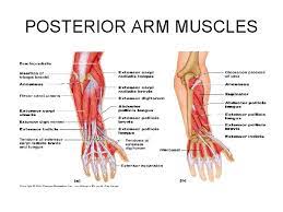 The muscles of the shoulder support and produce the movements of the shoulder girdle.they attach the appendicular skeleton of the upper limb to the axial skeleton of the trunk. The Muscular System Interactions Of Skeletal Muscles In