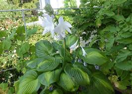 Exotische Pflanzen Im Garten In 2020 Stauden Unkraut Im Garten Stauden Pflanzen