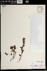 Image result for Micrargeria filiformis