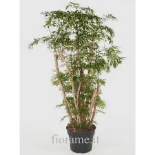 Image result for Polyscias fruticosa