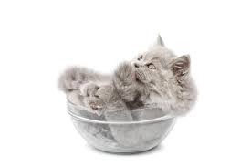 Adorable Kitten Wallpaper For Your Computer Lovetoknow Cats Kitten Wallpaper Cat Door