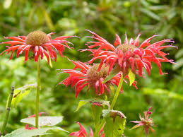 When you crush the foliage, a pleasant lemon aroma fills the garden. Monarda Didyma Beebalm Bee Balm Bee Balm Bergamont Bergamot Crimson Bee Balm Horsemint Oswego Tea Scarlet Bee Balm North Carolina Extension Gardener Plant Toolbox