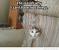 Cat Scratched Sofa