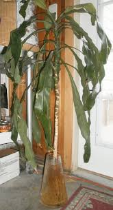 Image result for Dracaena fragrans