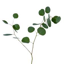 Image result for Eucalyptus