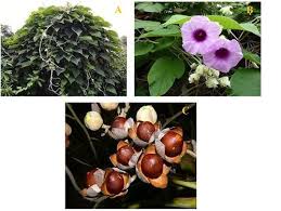 Image result for Argyreia