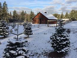 Check spelling or type a new query. 2019 Guide To Christmas Tree Farms In Thurston County Thurstontalk