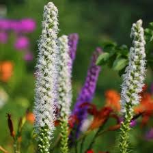 Image result for Xyris fugaciflora