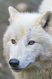 Pretty Polar Wolf Polar Wolf Animals Wild Wolf Love