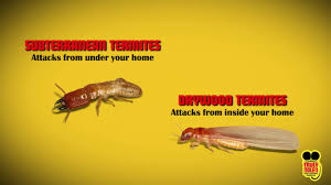 Diy termite control is time consuming and an infestation can go out of control very fast. Termite Control Services Truly Nolen