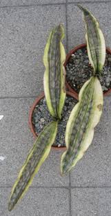 Image result for Sansevieria kirkii