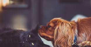 5c my pet номер 1 read and write the name of the animal. When Should You Spay Or Neuter Your Pet Total Veterinary Care