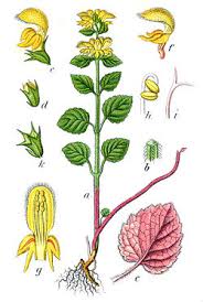 Image result for Lamium galeobdolon