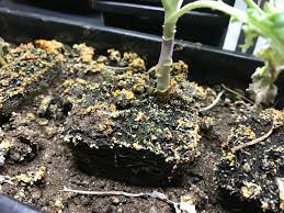 How often should i water my plants? Any Idea What This Orange Fungus Is Growing On My Kale Soil Gardening