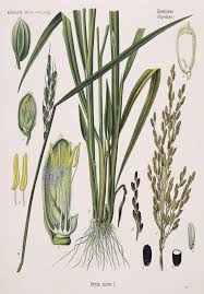 Image result for Oryza sativa
