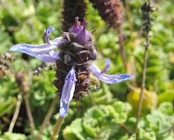 Image result for Coleus neochilus